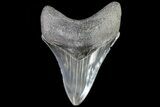 Serrated, Megalodon Tooth - Georgia #72826-1